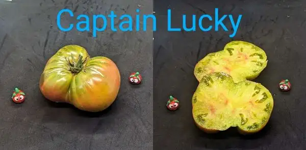 Tomaten: Captain Lucky