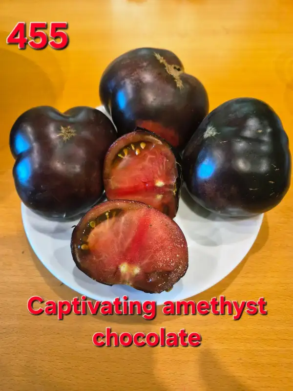 Tomaten: Captivating amethyst chocolate