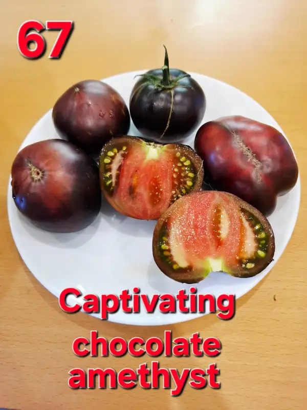Tomaten: Captivating chocolate