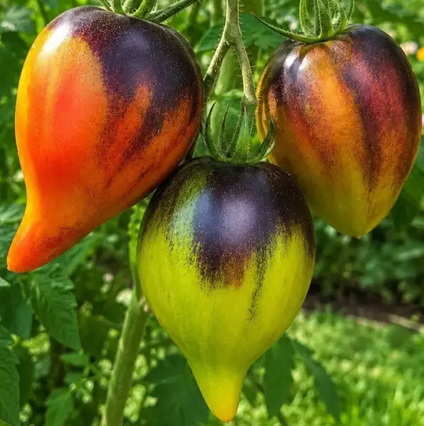 Tomaten: Captivating Heart - Bezauberndes Herz