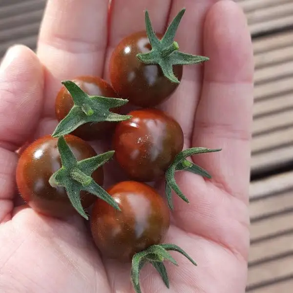 Tomaten: Capuccino