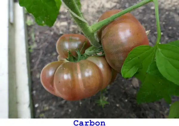 Tomaten: Carbon