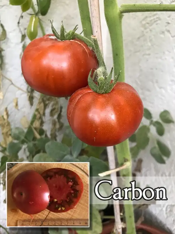 Tomaten: Carbon
