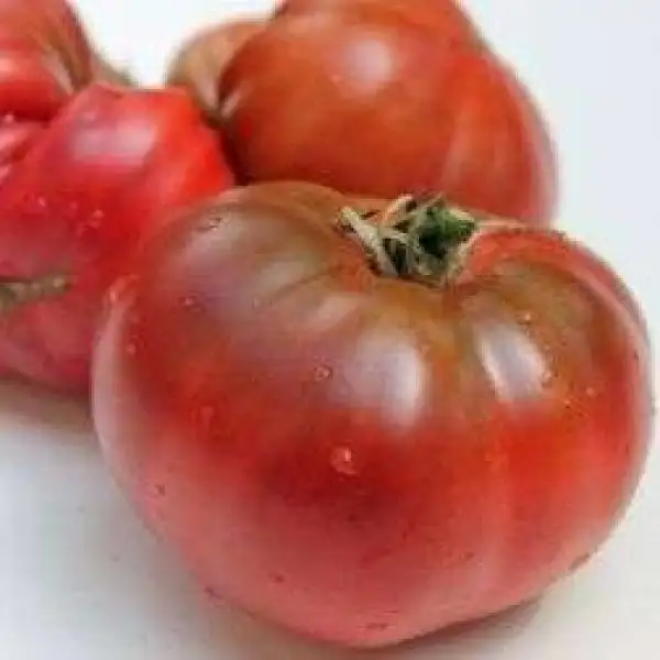 Tomaten: Carbon