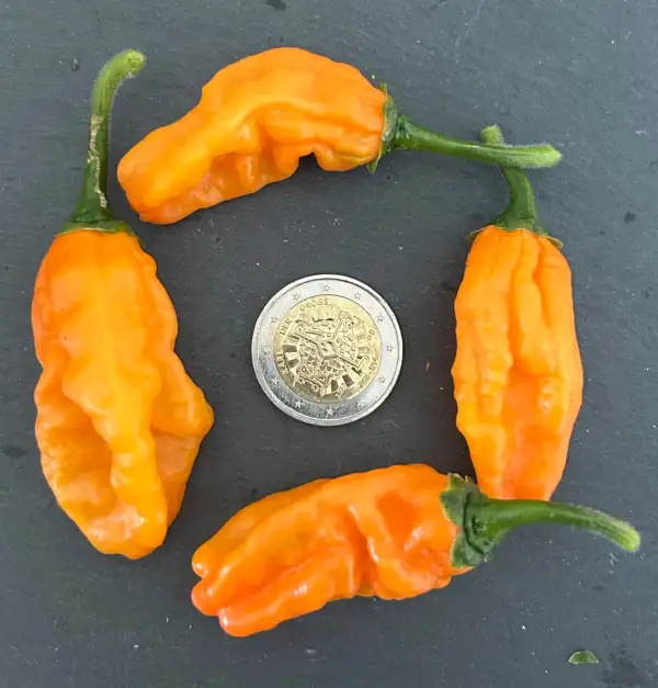 Chili / Paprika: Carbonero