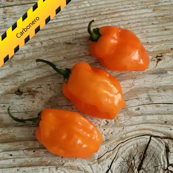 Chili: Carbonero