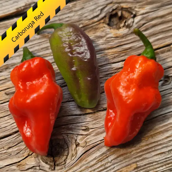 Chili: Carboruga Red
