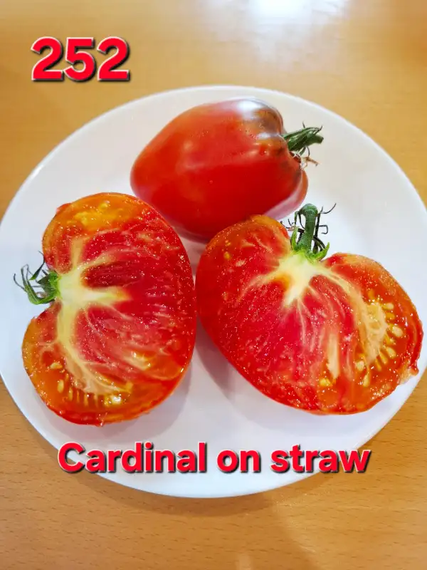 Tomaten: Cardinal on straw