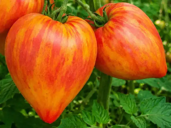 Tomaten: Cardinal on straw