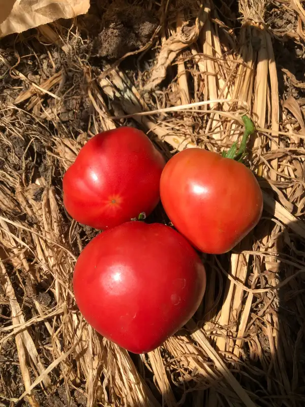 Tomaten: Cardio