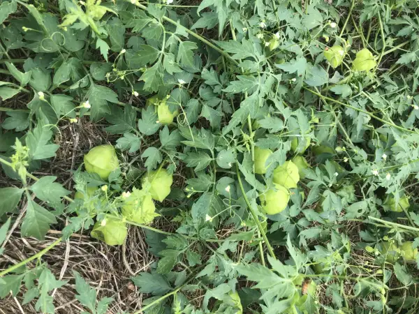 Blumen: Cardiospermum halicacabum