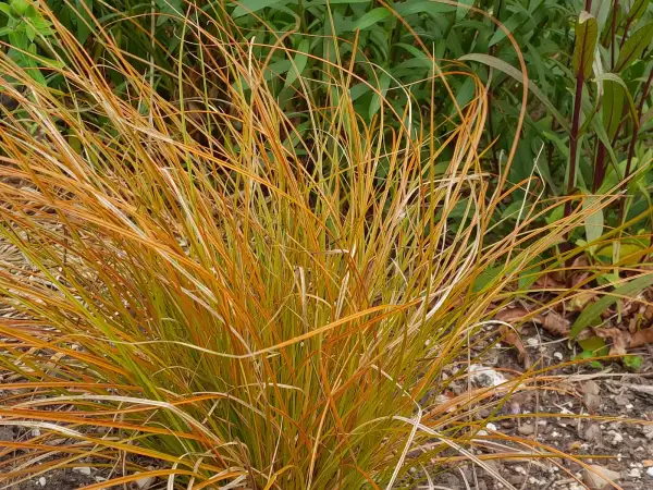 Stauden / Gehölz: Carex testacea
