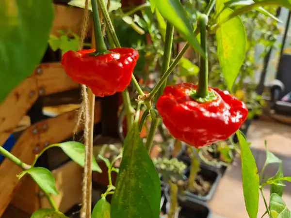 Chili / Paprika: Caribian Bell Pepper