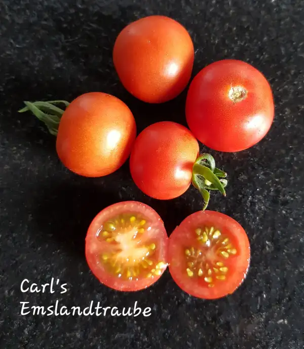 Tomaten: Carl