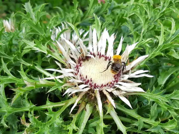 Blumen: Carlina acaulis ssp. simplex - Silberdistel - Wetterdistel - Weather Thistle