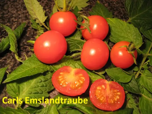 Tomaten: Carls Emslandtraube