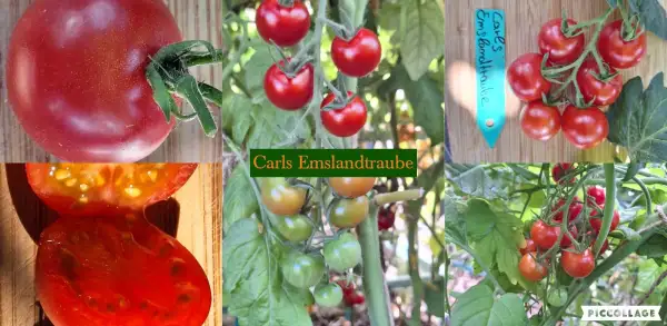 Tomaten: Carls Emslandtraube