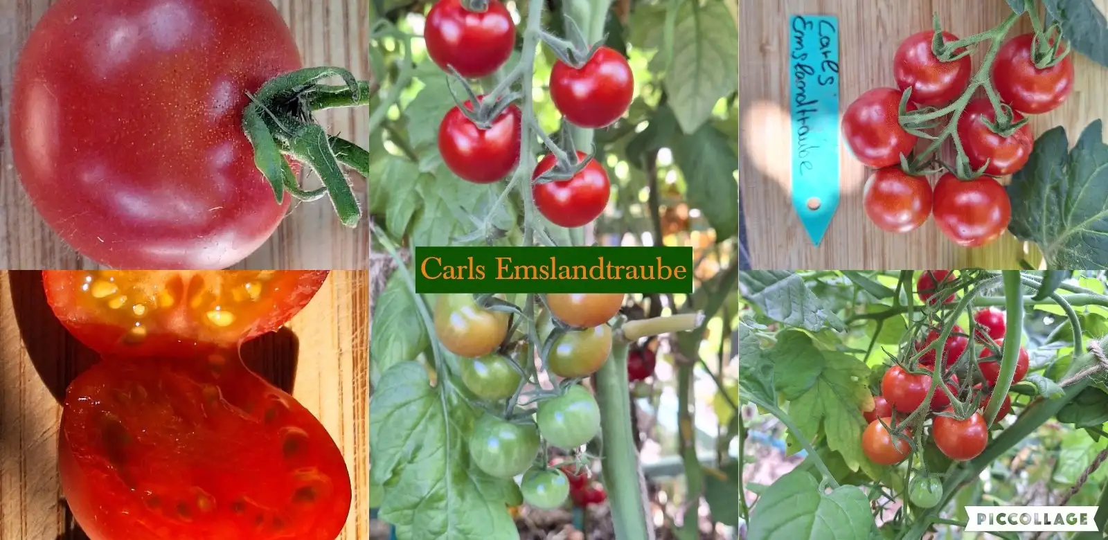 Tomaten: Carls Emslandtraube