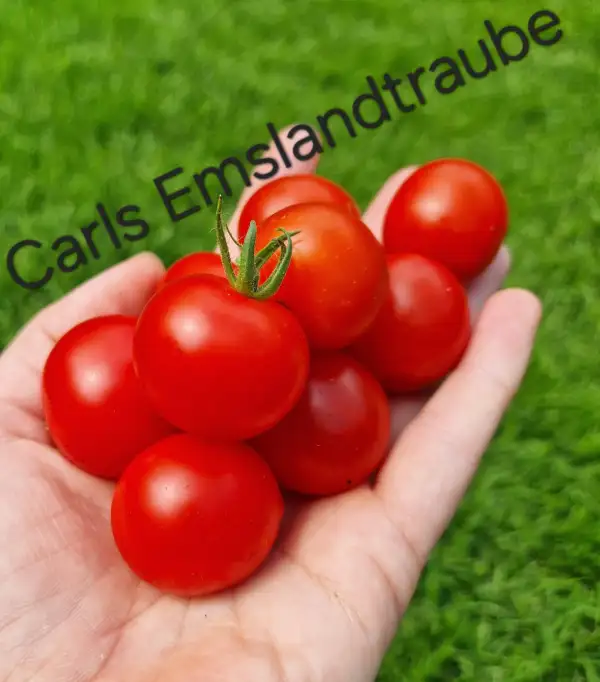 Tomaten: Carls Emslandtraube