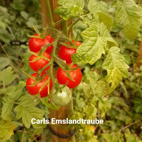 Tomaten: Carls Emslandtraube