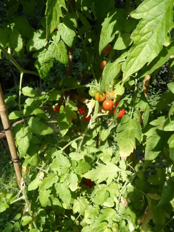 Tomaten: Carls Emslandtraube ( Kat# 2204 )