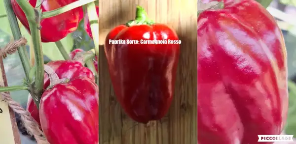 Chili / Paprika: Carmagnola Rosso - Paprika