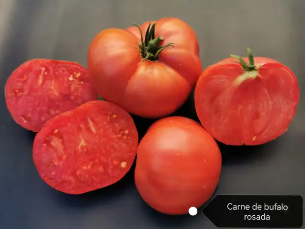 Tomaten: Carne de Bufalo Rosada