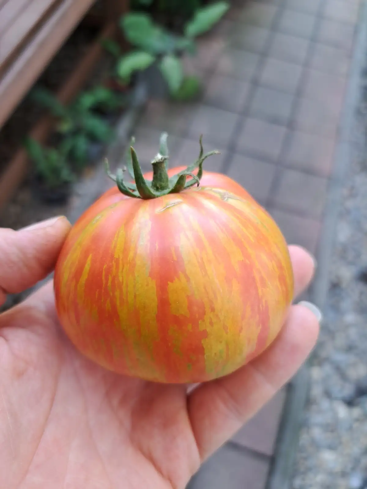 Tomaten: Carneal Tiger 2025