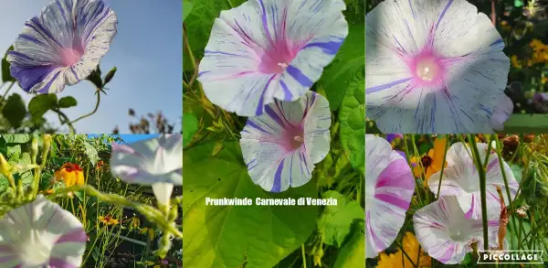 Blumen: Carnevale di Venezia  - Prunkwinde