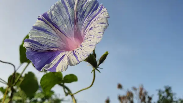 Blumen: Carnevale di Venezia  - Prunkwinde