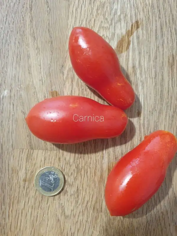 Tomaten: Carnica