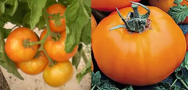 Tomaten: Caro Rich