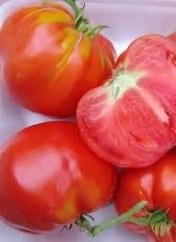 Tomaten: Carol chykos