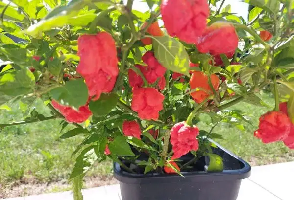 Chili / Paprika: Carolina Reaper