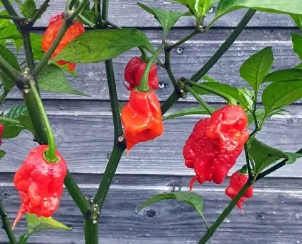 Chili / Paprika: Carolina Reaper