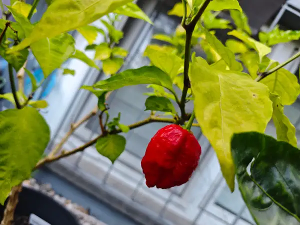 Chili / Paprika: Carolina Reaper