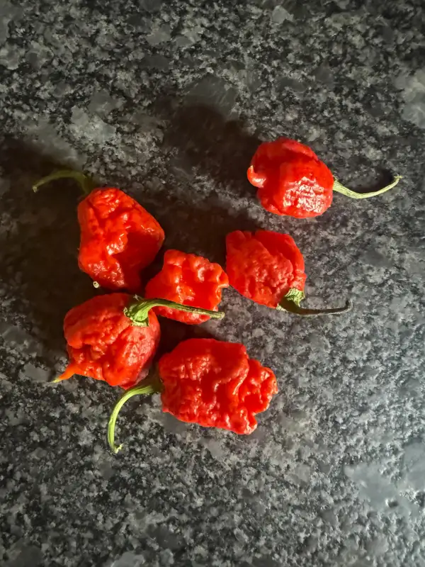 Chili: Carolina Reaper