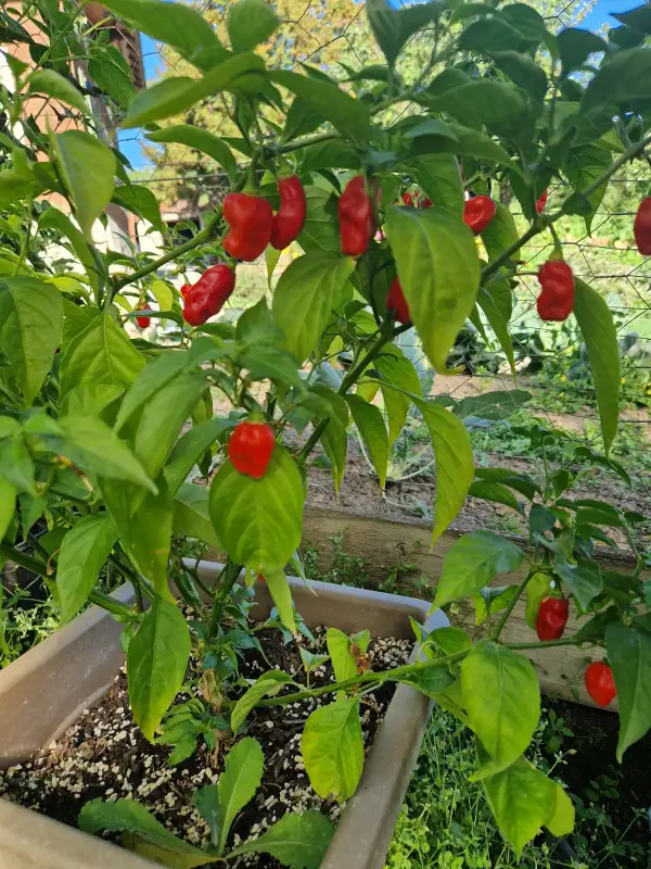 Chili: Carolina Reaper