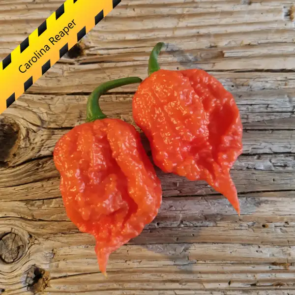 Chili: Carolina Reaper