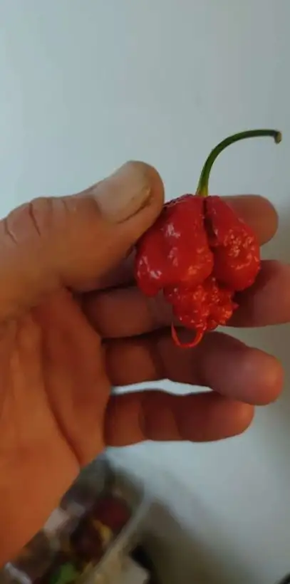 Chili / Paprika: Carolina Reaper