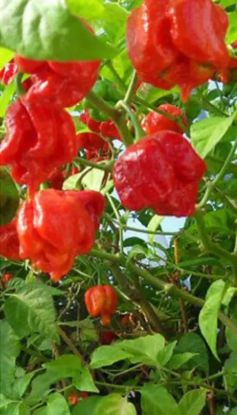 Chili / Paprika: Carolina Reaper