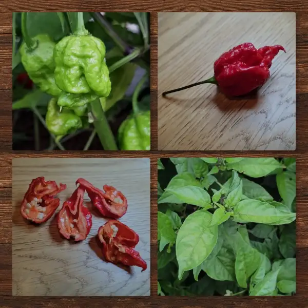 Chili / Paprika: Carolina Reaper