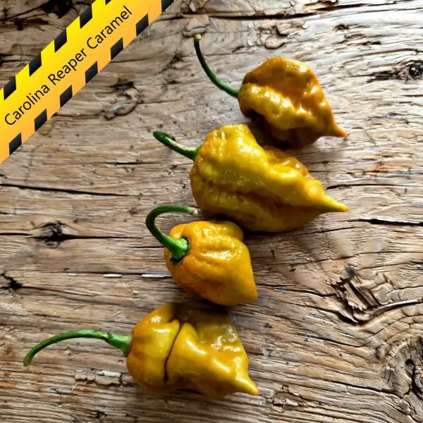 Chili: Carolina Reaper Caramel