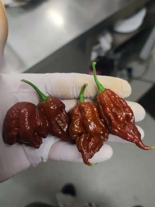 Chili / Paprika: Carolina Reaper Chocolate x Bhut Jolokia Chocolate