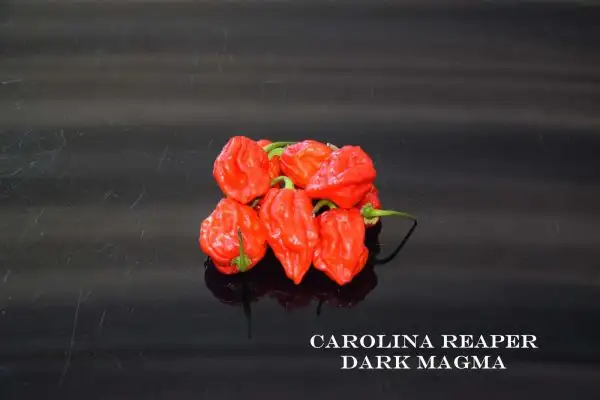 Chili / Paprika: Carolina Reaper Dark Magma