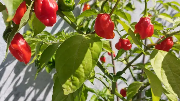 Chili / Paprika: Carolina Reaper Fremd