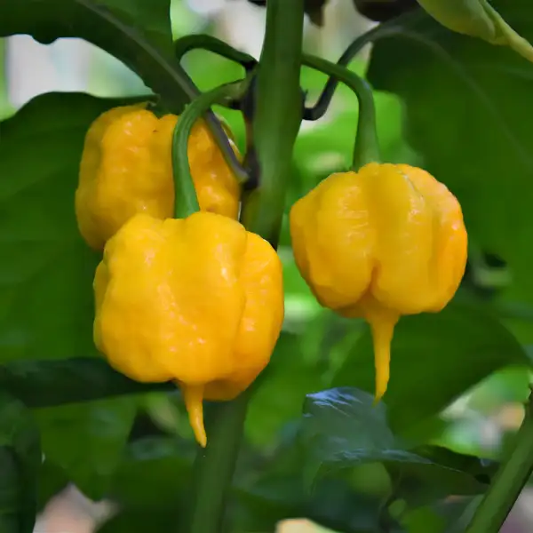 Chili / Paprika: Carolina Reaper Gelb