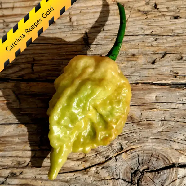 Chili: Carolina Reaper Gold