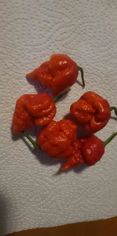 Chili / Paprika: Carolina Reaper rot