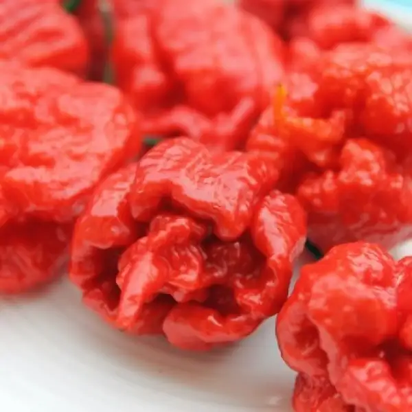 Chili / Paprika: Carolina Reaper rot